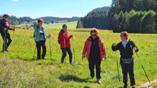 Im Gänsemarsch über Wiesen